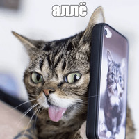 Котик Лил
