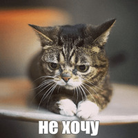 Котик Лил