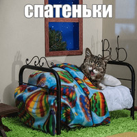 Котик Лил