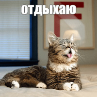 Котик Лил
