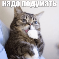 Котик Лил