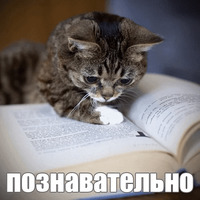 Котик Лил