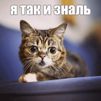 Котик Лил