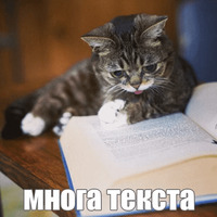 Котик Лил