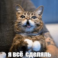 Котик Лил