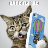 Котик Лил