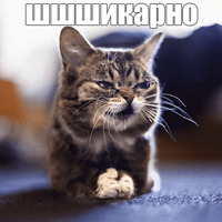 Котик Лил