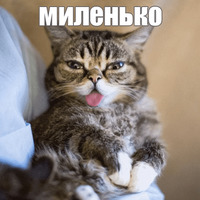 Котик Лил