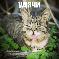 Котик Лил