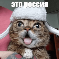 Котик Лил