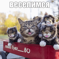 Котик Лил