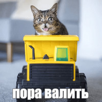 Котик Лил