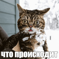 Котик Лил
