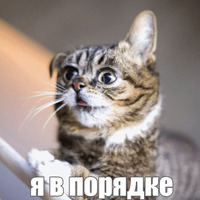 Котик Лил