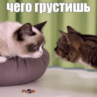 Котик Лил