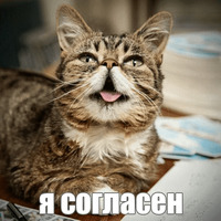 Котик Лил