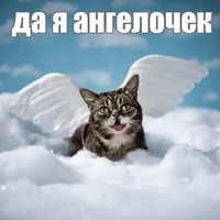 Котик Лил