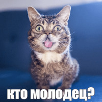 Котик Лил