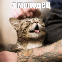Котик Лил