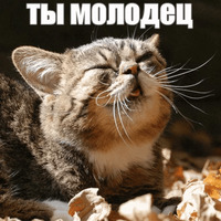 Котик Лил