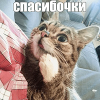 Котик Лил