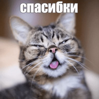 Котик Лил