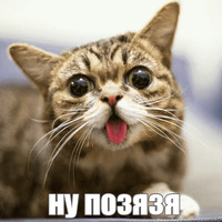 Котик Лил