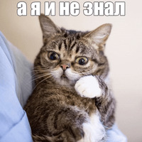 Котик Лил
