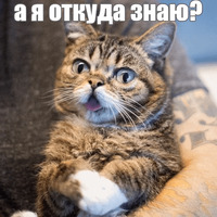 Котик Лил