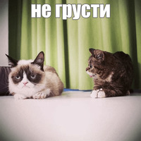 Котик Лил