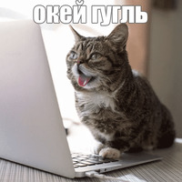 Котик Лил