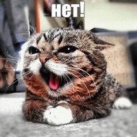 Котик Лил