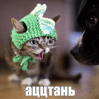 Котик Лил