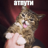 Котик Лил
