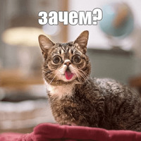 Котик Лил