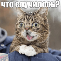 Котик Лил