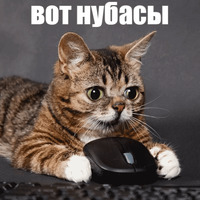 Котик Лил