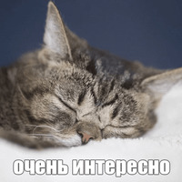Котик Лил