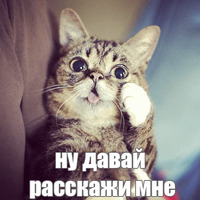 Котик Лил