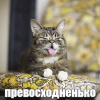Котик Лил