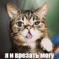 Котик Лил
