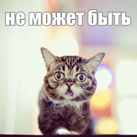 Котик Лил