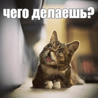 Котик Лил
