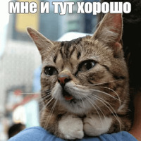 Котик Лил