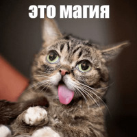 Котик Лил