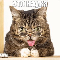 Котик Лил