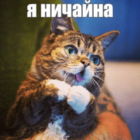 Котик Лил