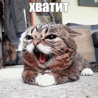 Котик Лил