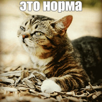 Котик Лил