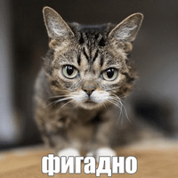 Котик Лил